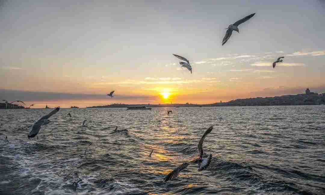 Dangerous Animals in Turkey
